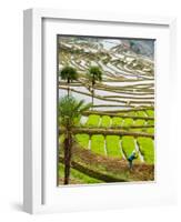 Hani Woman in Flooded Jiayin Terraces, Honghe County, Yunnan Province, China-Charles Crust-Framed Photographic Print