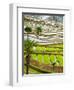 Hani Woman in Flooded Jiayin Terraces, Honghe County, Yunnan Province, China-Charles Crust-Framed Photographic Print