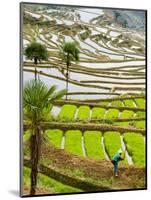 Hani Woman in Flooded Jiayin Terraces, Honghe County, Yunnan Province, China-Charles Crust-Mounted Photographic Print