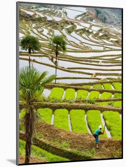 Hani Woman in Flooded Jiayin Terraces, Honghe County, Yunnan Province, China-Charles Crust-Mounted Photographic Print