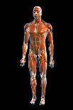 Frontal view of the muscular system of the male human body on a black background.-Hank Grebe-Art Print