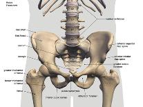 Ligaments and muscles of the human foot, planar view of the sole with labels.-Hank Grebe-Art Print