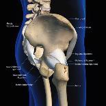 3D rendering of human diaphragm anatomy, low angle view on black background.-Hank Grebe-Art Print