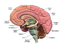 Sagital section of the human brain with regions and labels.-Hank Grebe-Stretched Canvas