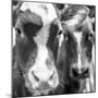 Wood Mount