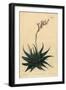 Hankey Dwarf Aloe, Haworthia Attenuata Var. Radula. Rasp-Leaved Aloe, Aloe Radula-Sydenham Teast Edwards-Framed Giclee Print