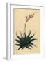 Hankey Dwarf Aloe, Haworthia Attenuata Var. Radula. Rasp-Leaved Aloe, Aloe Radula-Sydenham Teast Edwards-Framed Giclee Print