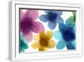 White Frame