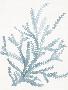Just the Print