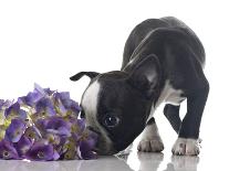 Funny Boston Terrier Puppy Sniffing Flowers.-Hannamariah-Photographic Print