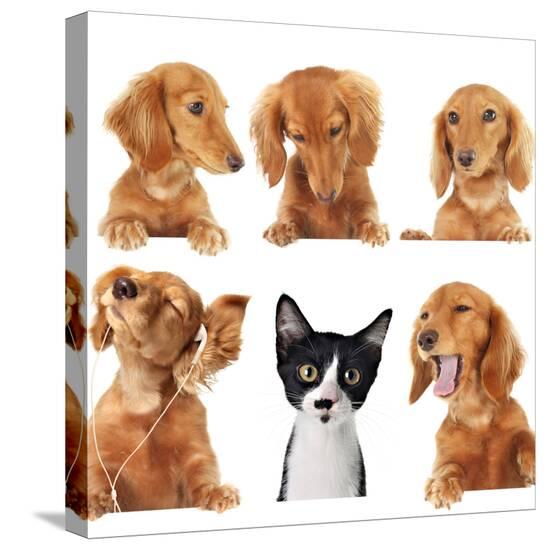 Stretched Canvas Print, , large