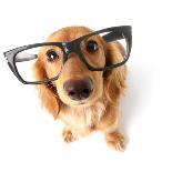 Funny Little Dachshund Wearing Glasses Distorted By Wide Angle Closeup. Focus On The Eyes-Hannamariah-Photographic Print