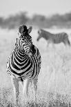 Zebra BW-Hannes Bertsch-Framed Photographic Print