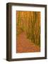 Hannicombe Wood Near to Fingle Bridge-Julian Elliott-Framed Photographic Print