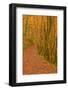 Hannicombe Wood Near to Fingle Bridge-Julian Elliott-Framed Photographic Print