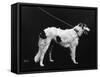 Hannover, Borzoi-null-Framed Stretched Canvas