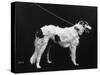 Hannover, Borzoi-null-Stretched Canvas