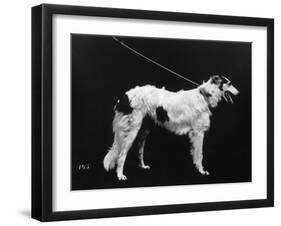 Hannover, Borzoi-null-Framed Photographic Print