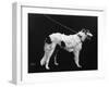 Hannover, Borzoi-null-Framed Photographic Print