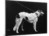 Hannover, Borzoi-null-Mounted Photographic Print