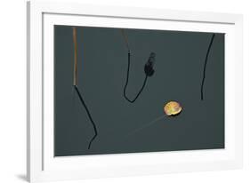 Hanoi Lotus-Nhiem Hoang The-Framed Giclee Print