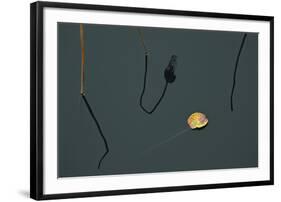 Hanoi Lotus-Nhiem Hoang The-Framed Giclee Print