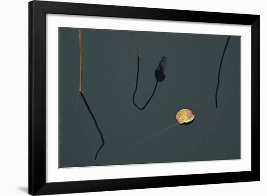 Hanoi Lotus-Nhiem Hoang The-Framed Giclee Print