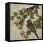 Hanover Birds I-Chariklia Zarris-Framed Stretched Canvas