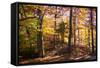 Hanover Forest II-Alan Hausenflock-Framed Stretched Canvas