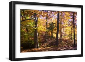 Hanover Forest II-Alan Hausenflock-Framed Photographic Print