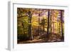 Hanover Forest II-Alan Hausenflock-Framed Photographic Print