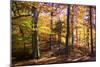 Hanover Forest II-Alan Hausenflock-Mounted Photographic Print