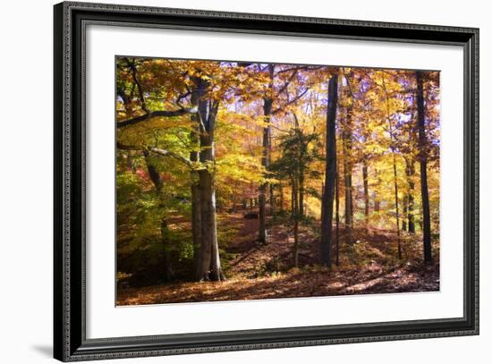 Hanover Forest II-Alan Hausenflock-Framed Photographic Print