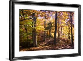 Hanover Forest II-Alan Hausenflock-Framed Photographic Print