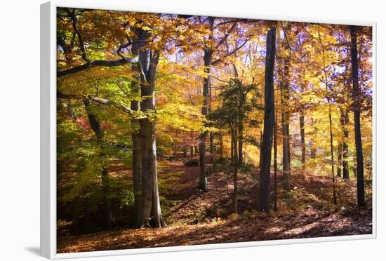 Hanover Forest II-Alan Hausenflock-Framed Photographic Print