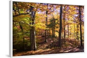 Hanover Forest II-Alan Hausenflock-Framed Photographic Print