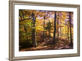 Hanover Forest II-Alan Hausenflock-Framed Photographic Print