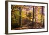 Hanover Forest II-Alan Hausenflock-Framed Photographic Print