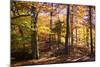 Hanover Forest II-Alan Hausenflock-Mounted Photographic Print