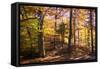 Hanover Forest II-Alan Hausenflock-Framed Stretched Canvas