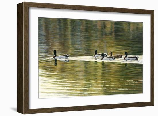 Hanover Mallards-Bruce Dumas-Framed Giclee Print