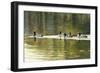 Hanover Mallards-Bruce Dumas-Framed Giclee Print