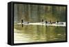 Hanover Mallards-Bruce Dumas-Framed Stretched Canvas