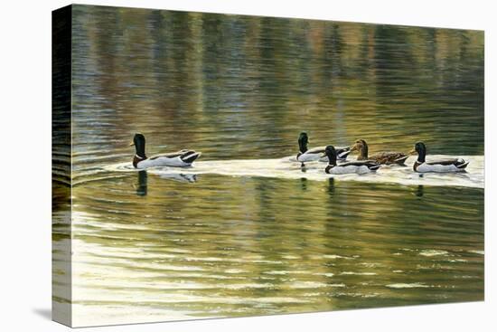 Hanover Mallards-Bruce Dumas-Stretched Canvas