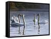 Hanover Swans Five-Bruce Dumas-Framed Stretched Canvas