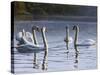 Hanover Swans Five-Bruce Dumas-Stretched Canvas