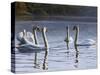 Hanover Swans Five-Bruce Dumas-Stretched Canvas