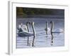 Hanover Swans Five-Bruce Dumas-Framed Giclee Print