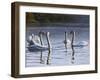 Hanover Swans Five-Bruce Dumas-Framed Giclee Print