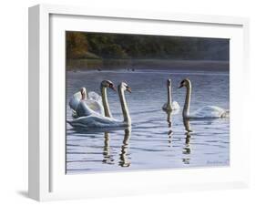 Hanover Swans Five-Bruce Dumas-Framed Giclee Print